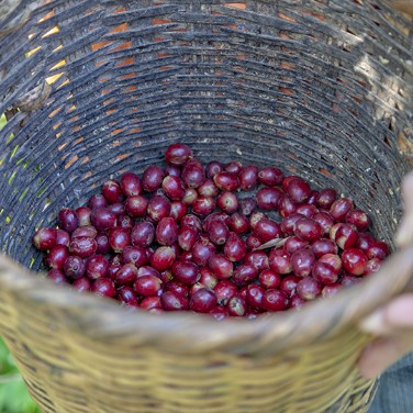 NOUVEAU CAFE DU MOIS : ETHIOPIE MOKA KAFFA