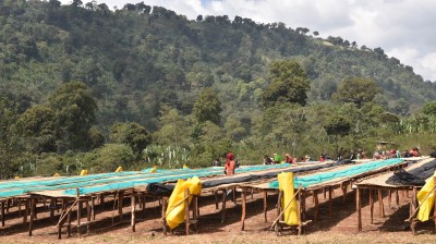 CAFE DE NOEL : ETHIOPIE YIRGACHEFFE BIO